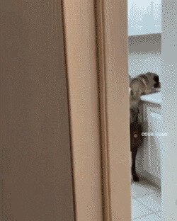 -шарик, доедай