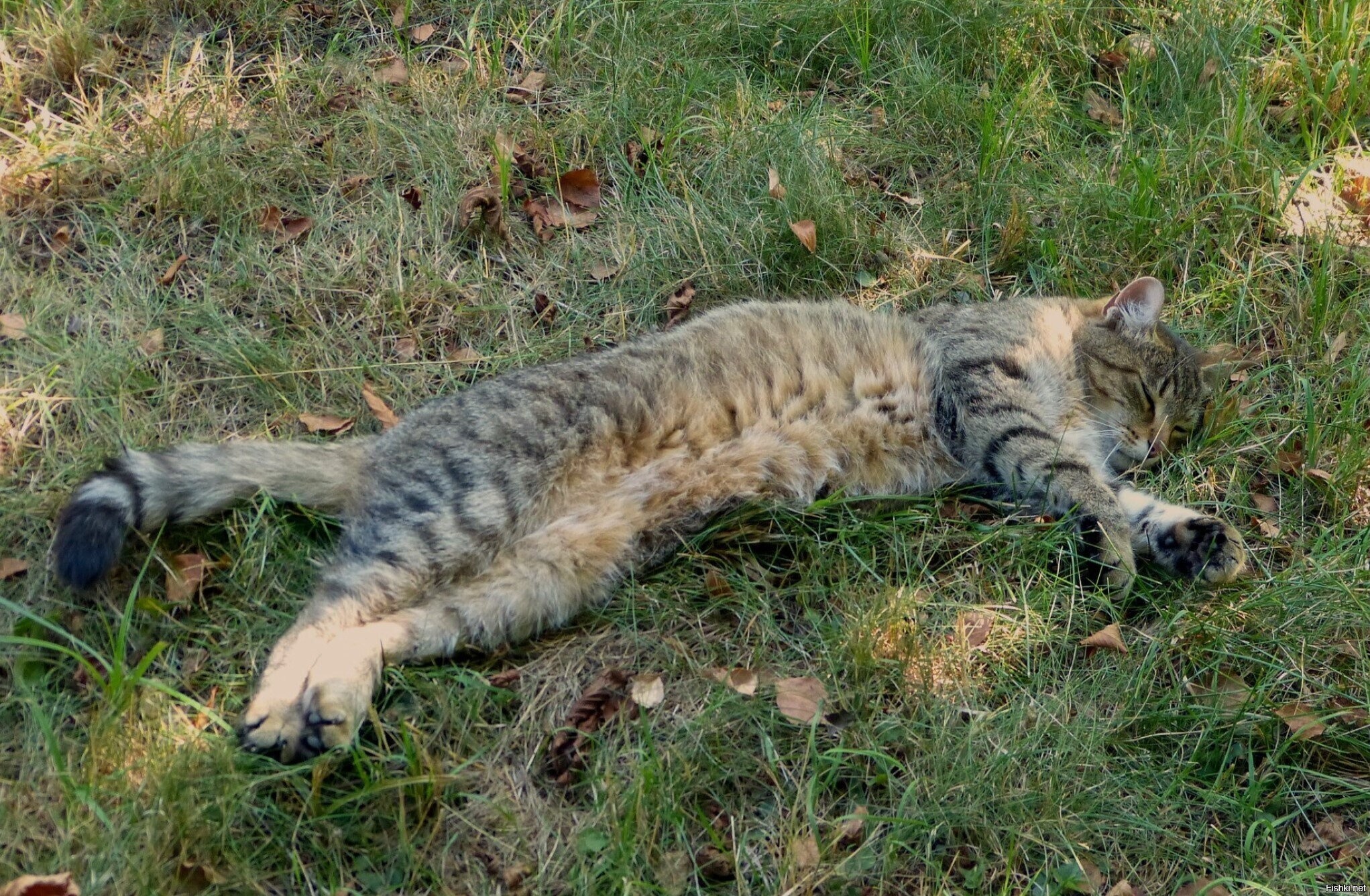 Солянка