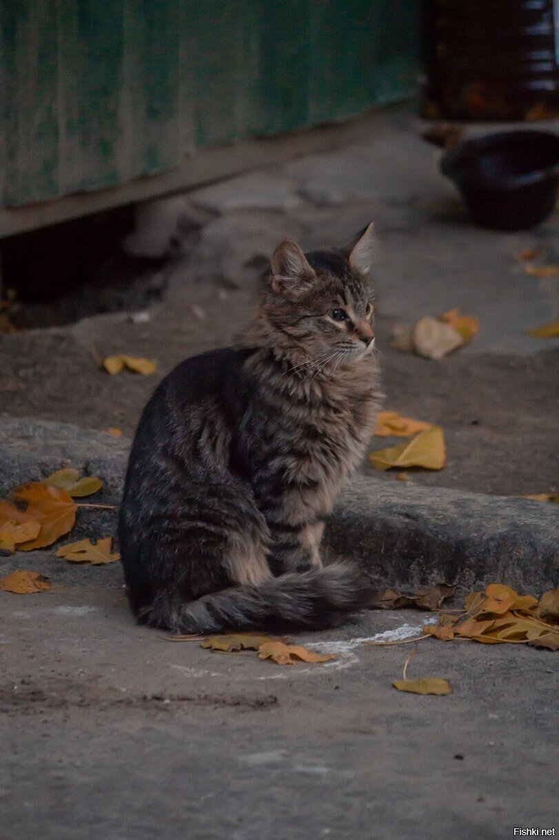 Солянка