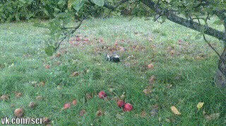 - Говорили мне, не ешь эти яблоки