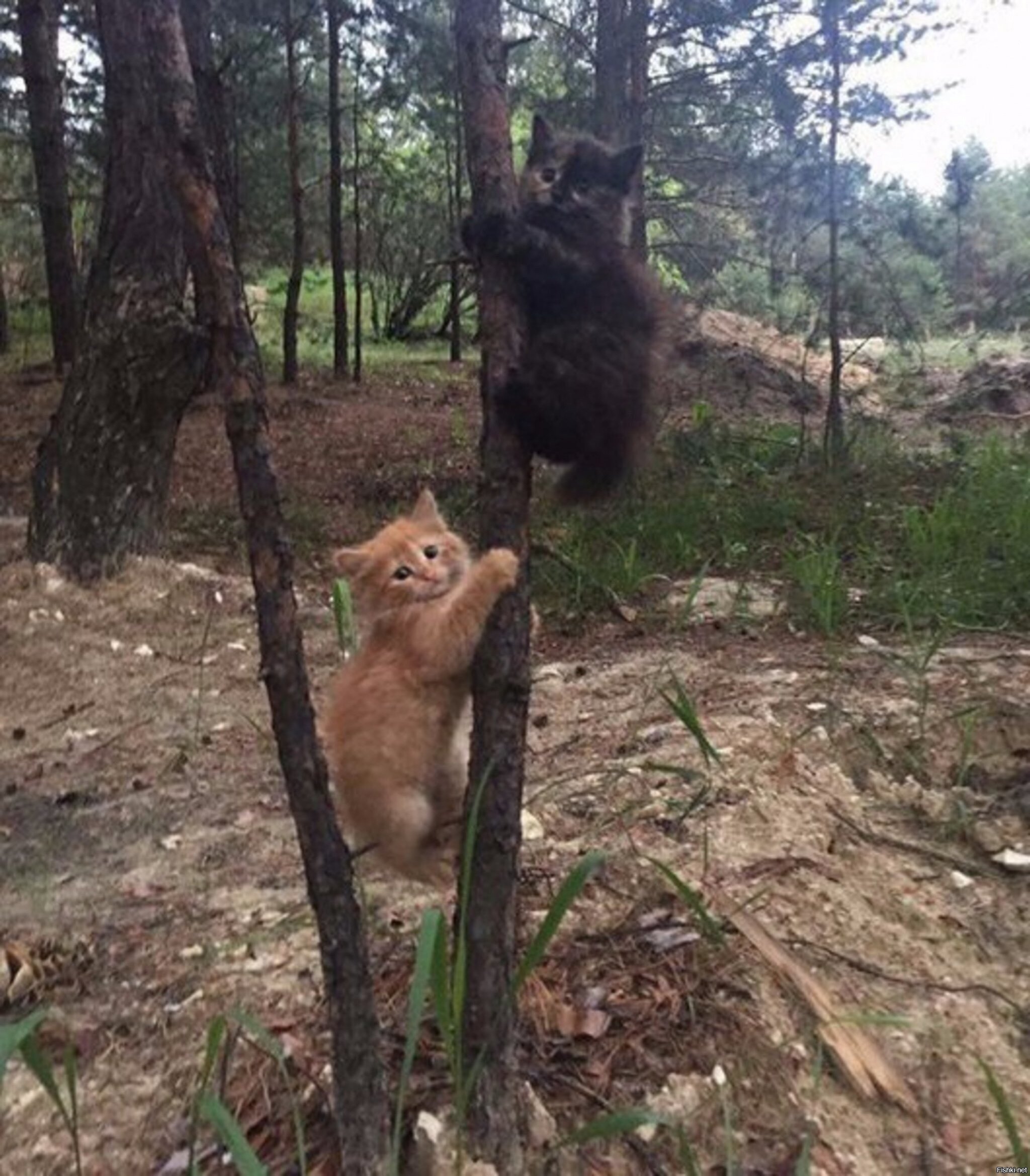 Солянка