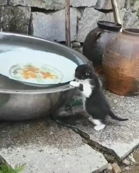 Котенок жажду утоляет)