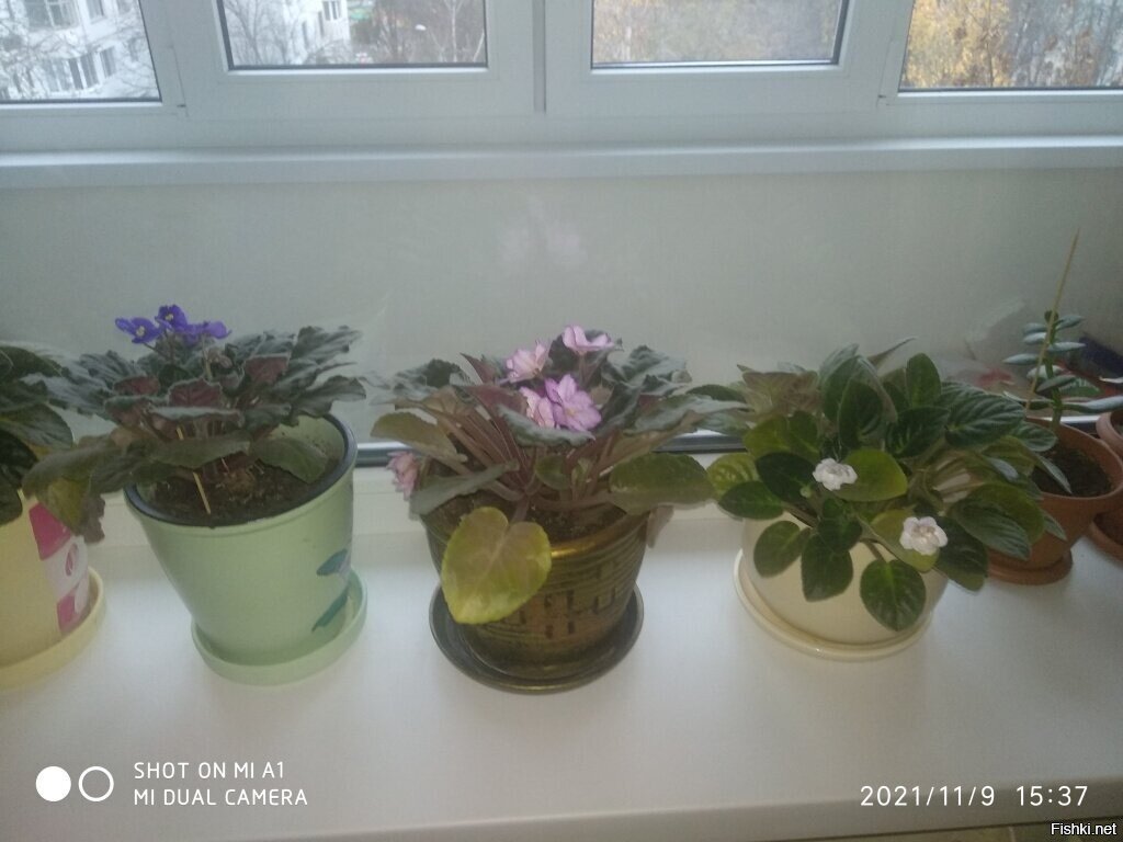 Валентина, а у меня ещё подснежники расцвели