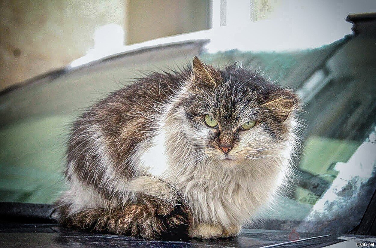Солянка