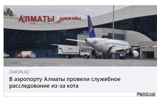В аэропорту Алматы из переноски вырвался кот
