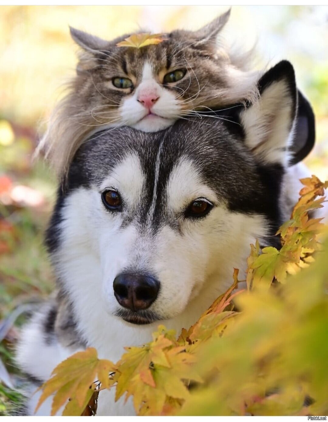 Солянка