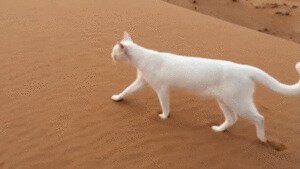 Тынц-тынц-тынц