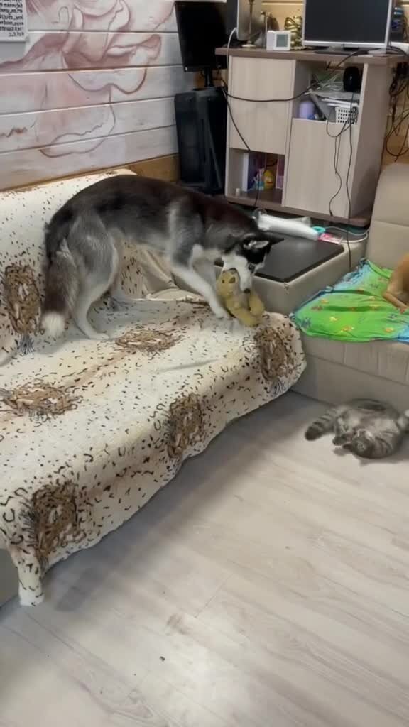 Солянка