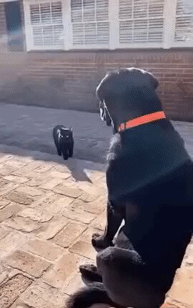 Hi, bro