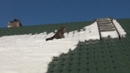 - Коот