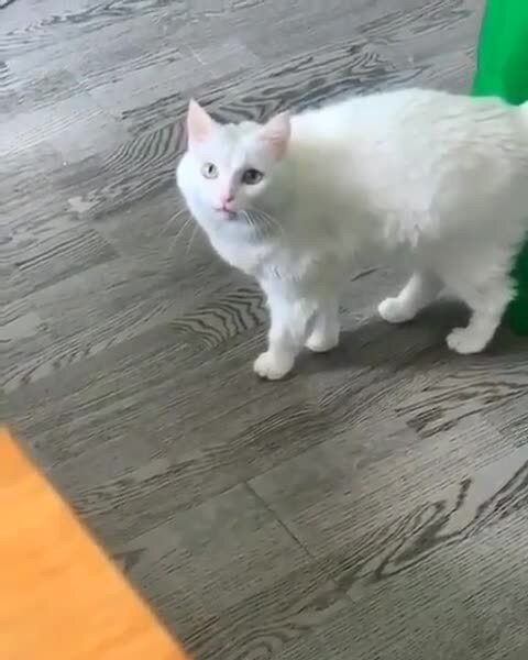 Котопугай))