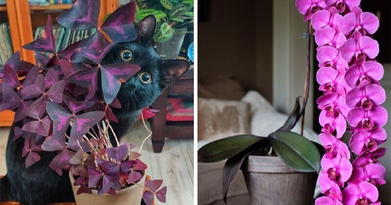 27 замечательных фотографий от любителей комнатных растений