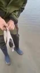 И кого только щуки не едят 