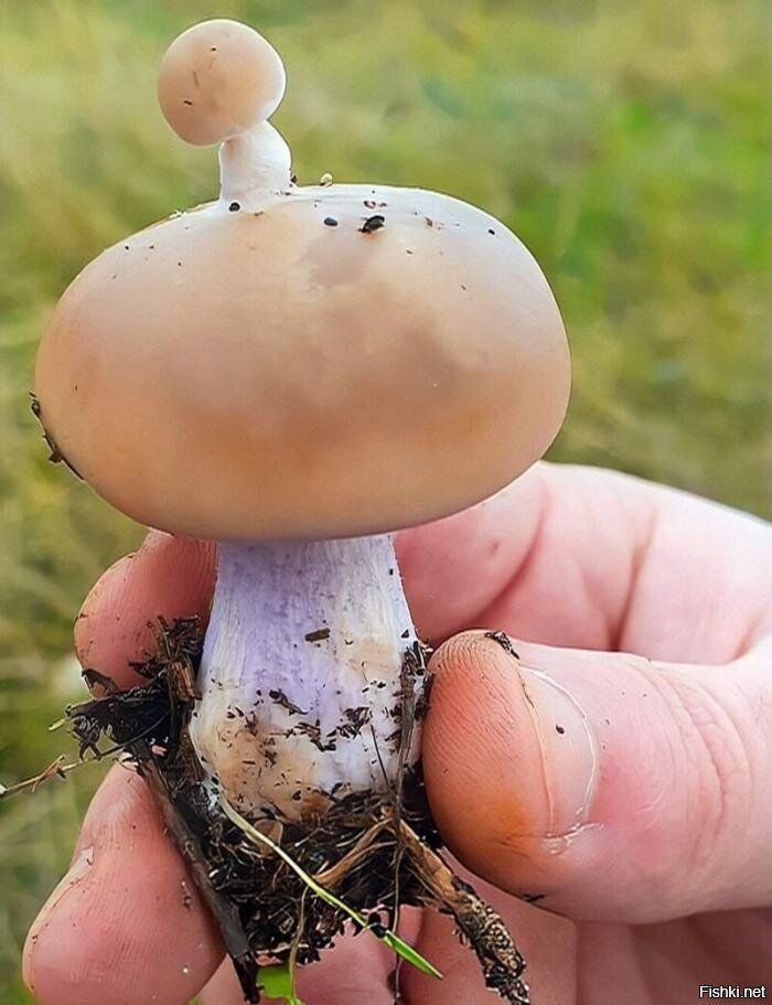 Солянка