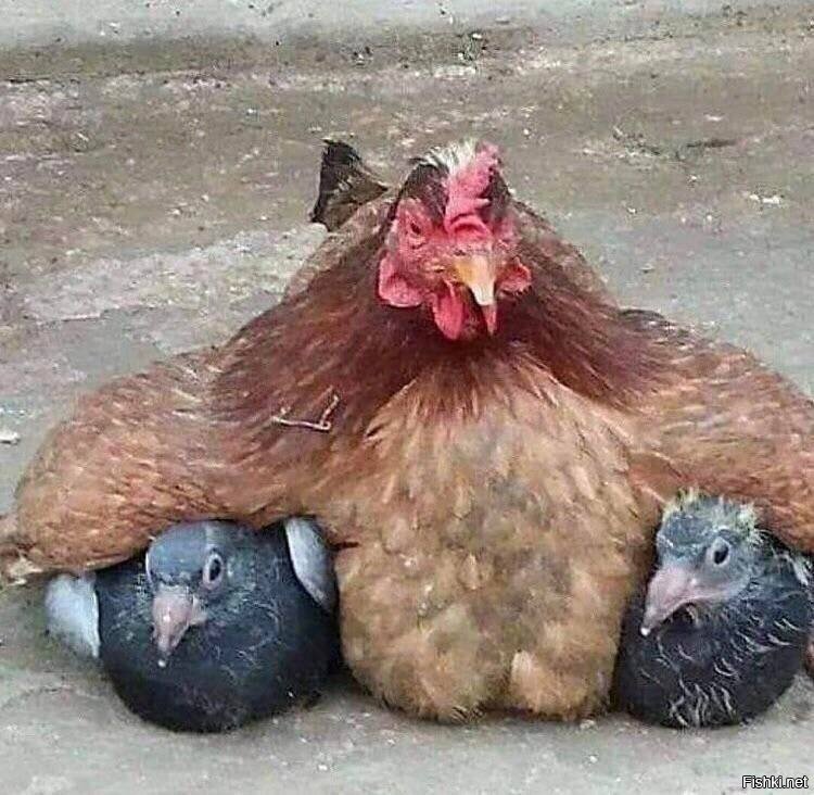 Солянка