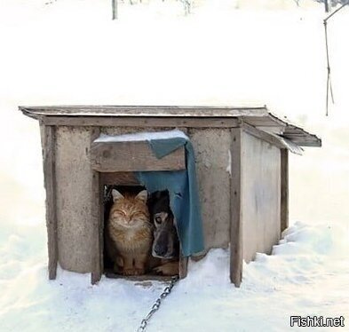 Солянка