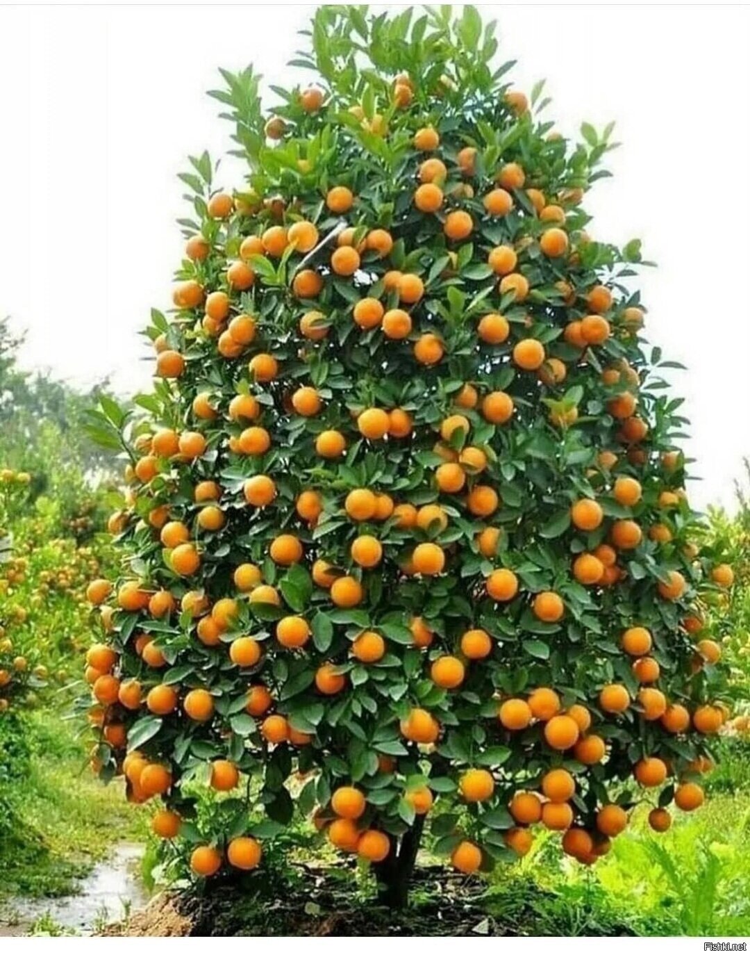 Солянка