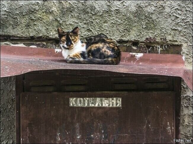 Солянка