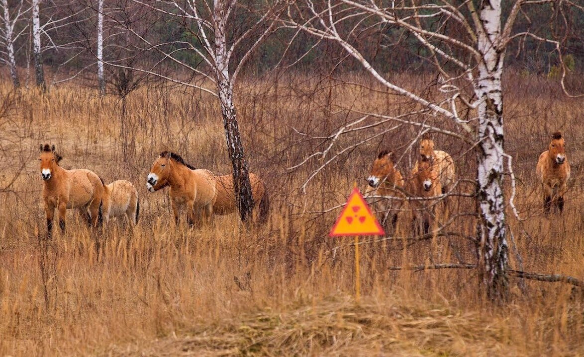 Почему в чернобыльской зоне живут и процветают животные