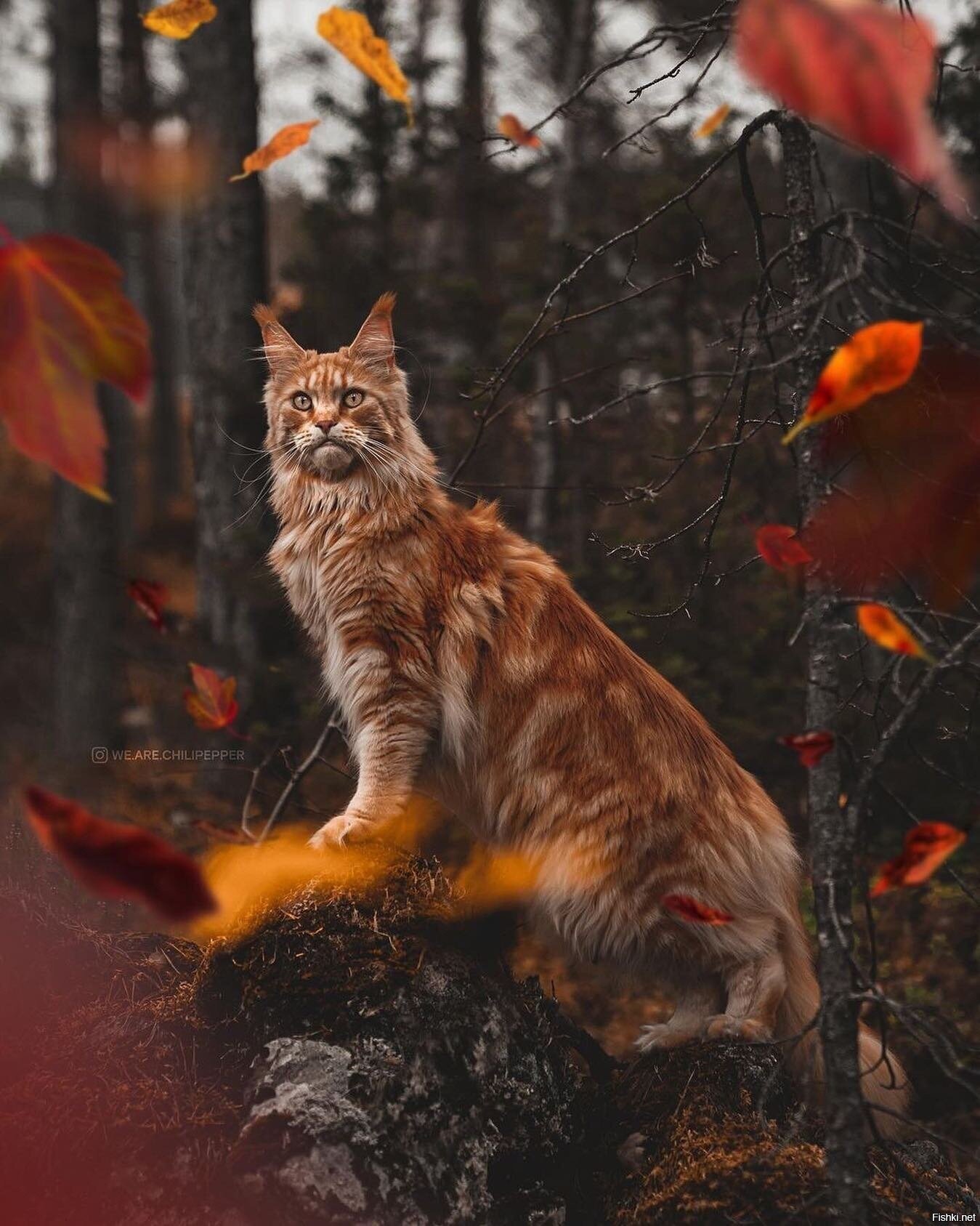 Солянка