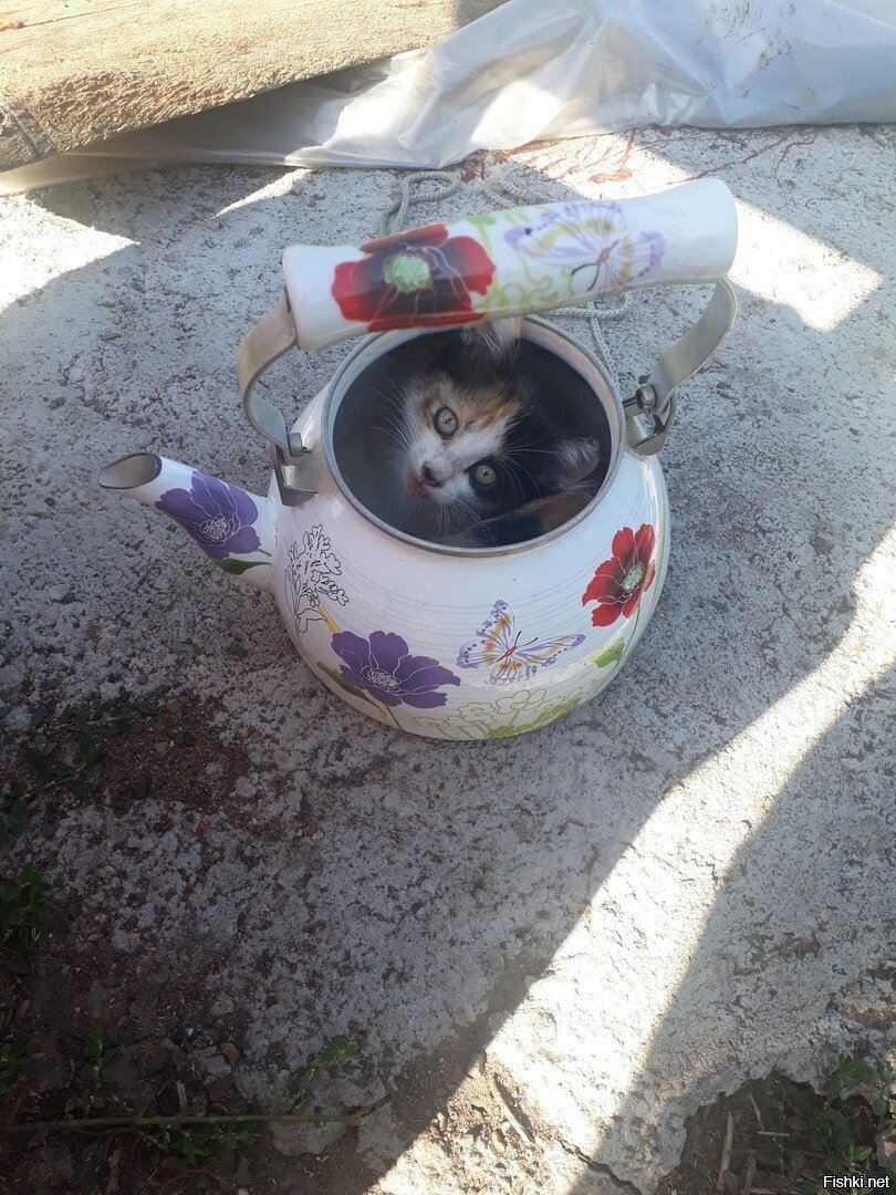 Вам котэ покрепче
