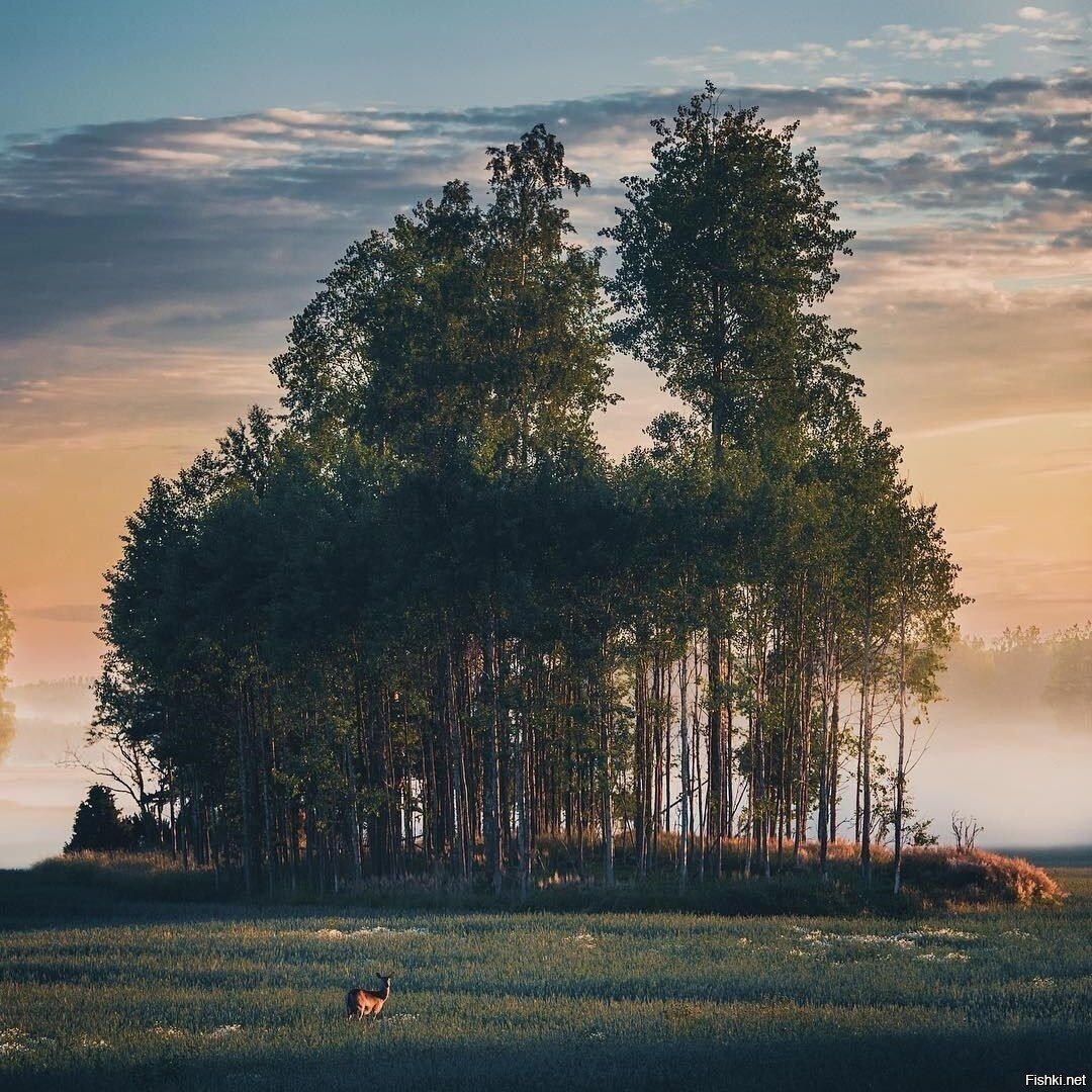 Солянка