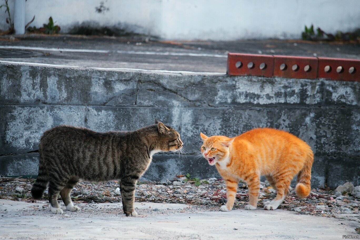 Солянка