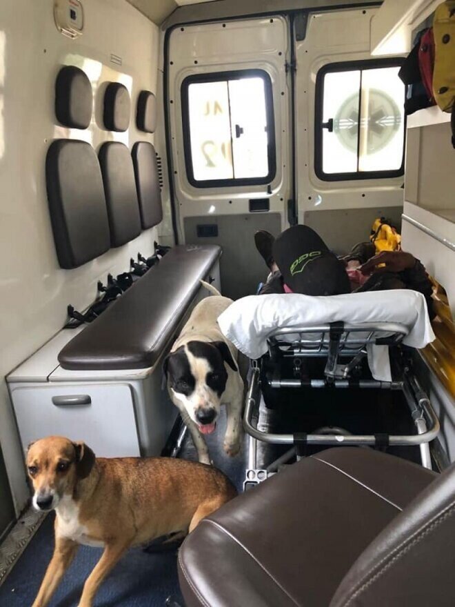 Верные собаки сопровождали хозяина в "скорой помощи"