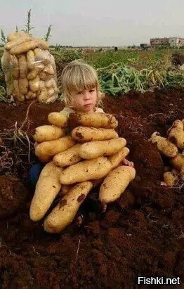 Картошка, сорт &quot;дрова&quot;