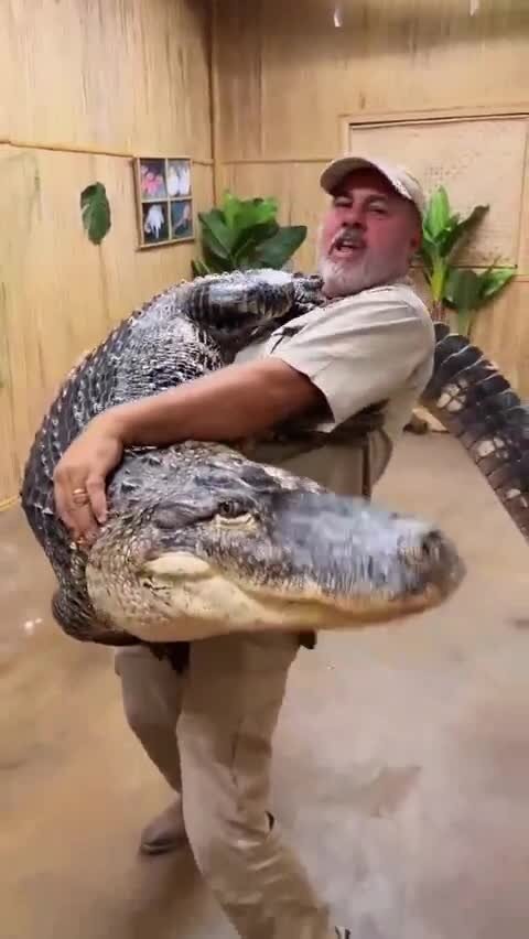 Ручной крокодил
