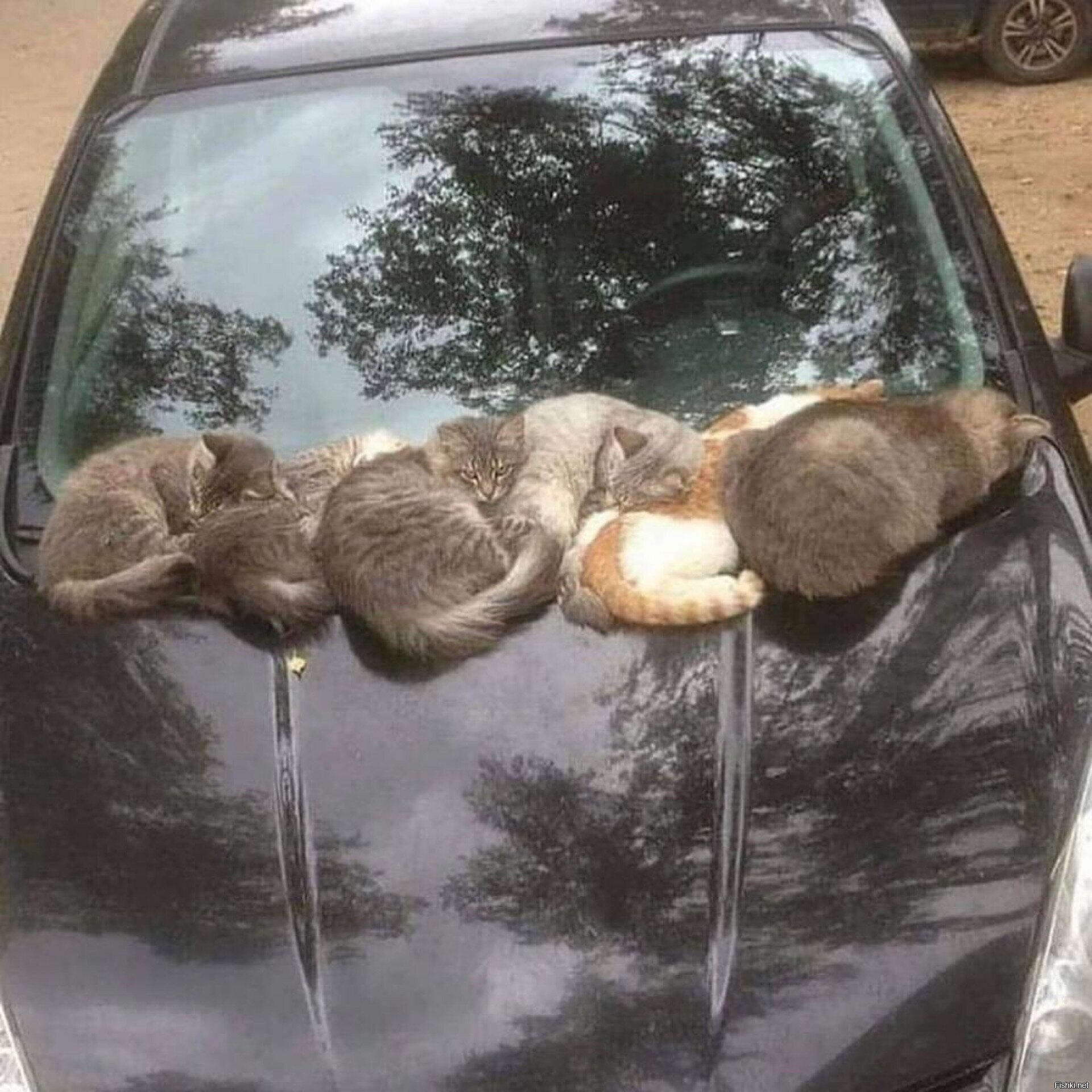 Солянка