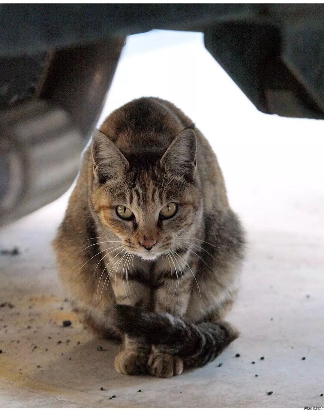 Солянка