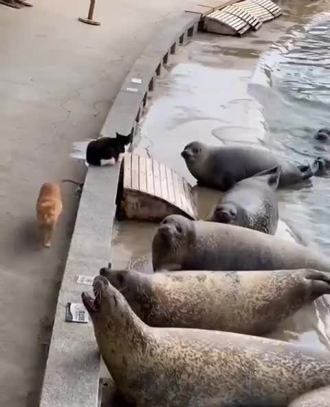 Сухопутные и морские котики)