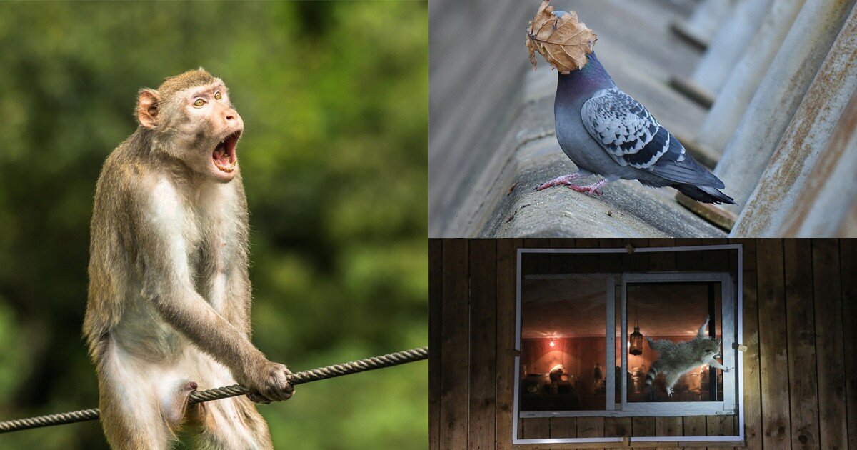 Смешные и милые: названы лучшие работы фотоконкурса диких животных