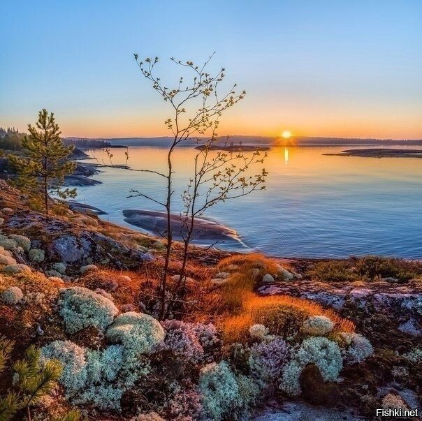 Солянка
