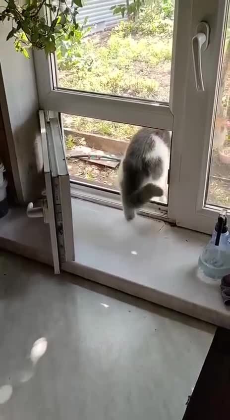 С таким котом зимой как то прохладно в комнате будет)