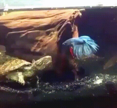 Бойцовые рыбки, они такие