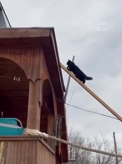 Смышлёный кот