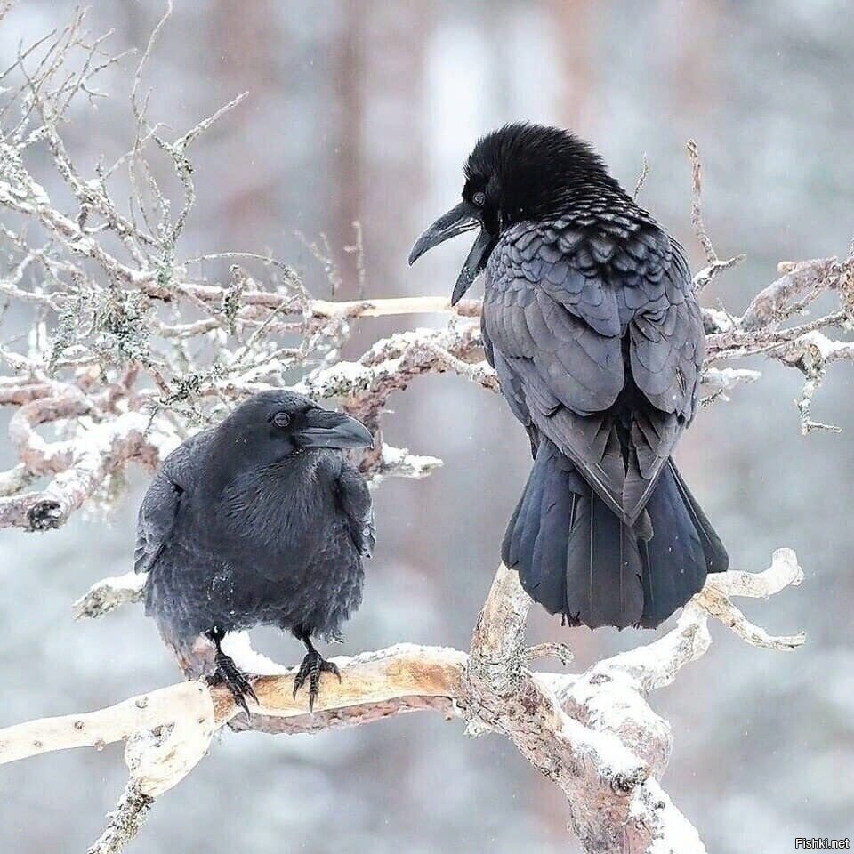 сплетницы )