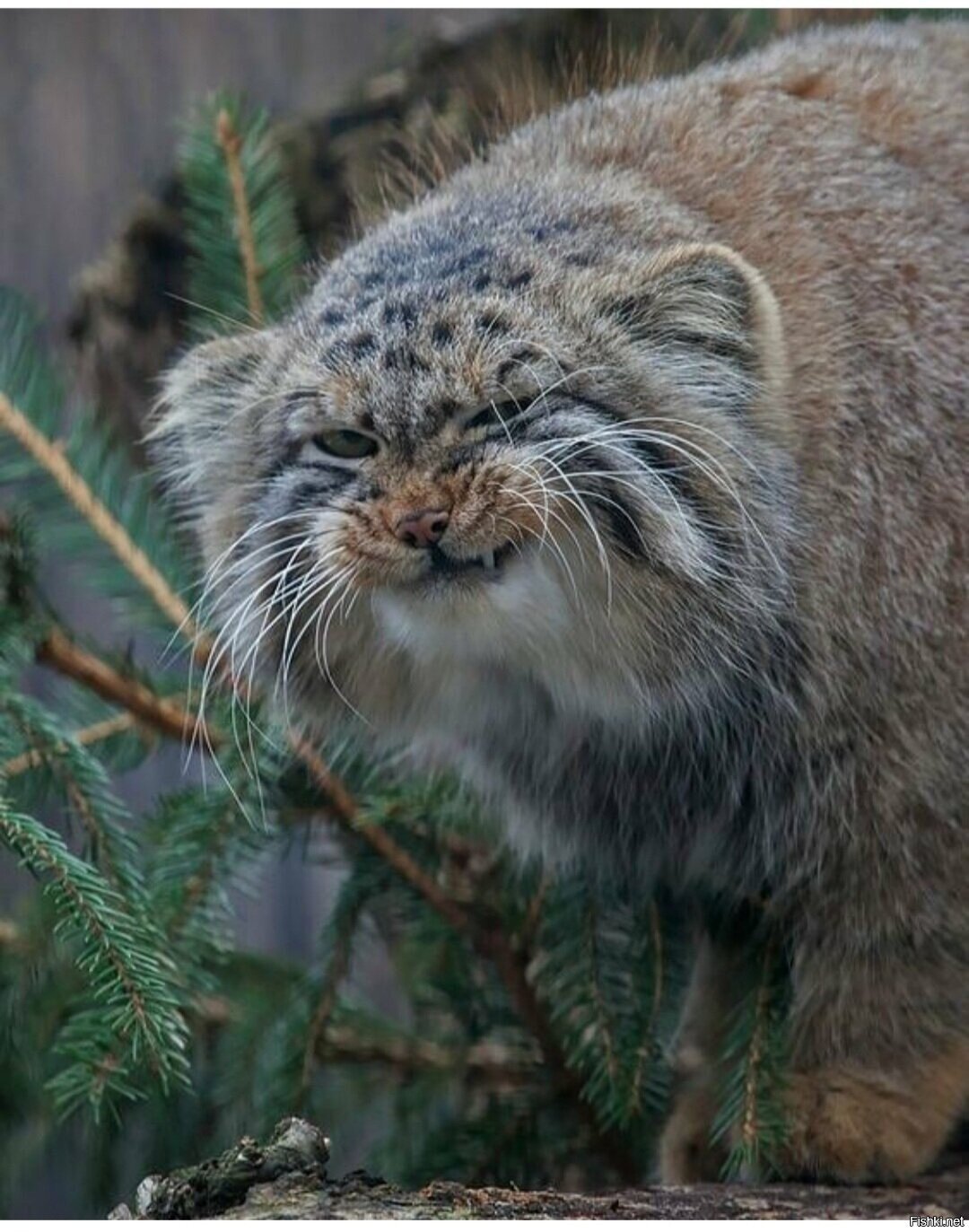 Солянка