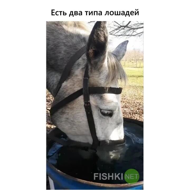 На дне вкуснее: как пьют воду некоторые лошади 