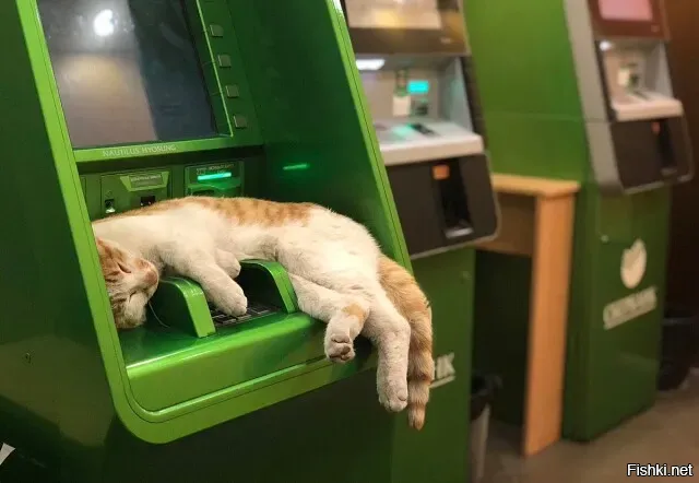 Введите кот