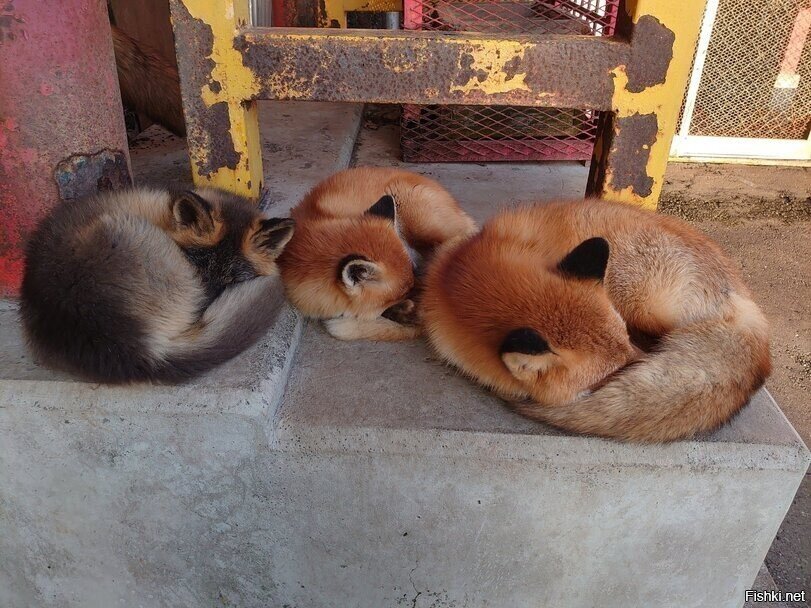 Солянка