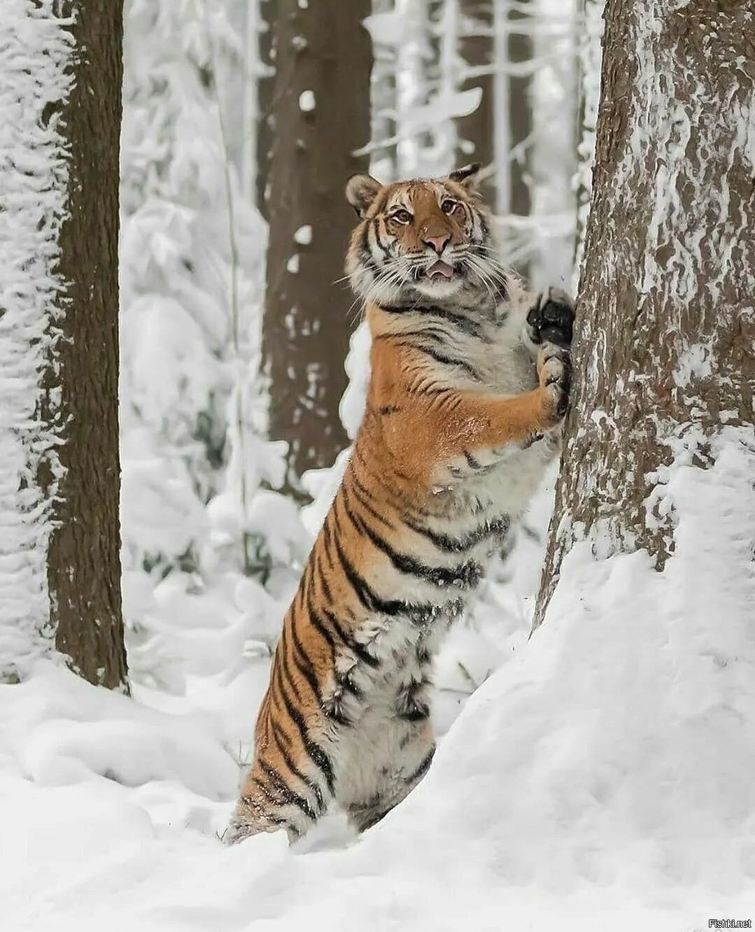 Солянка