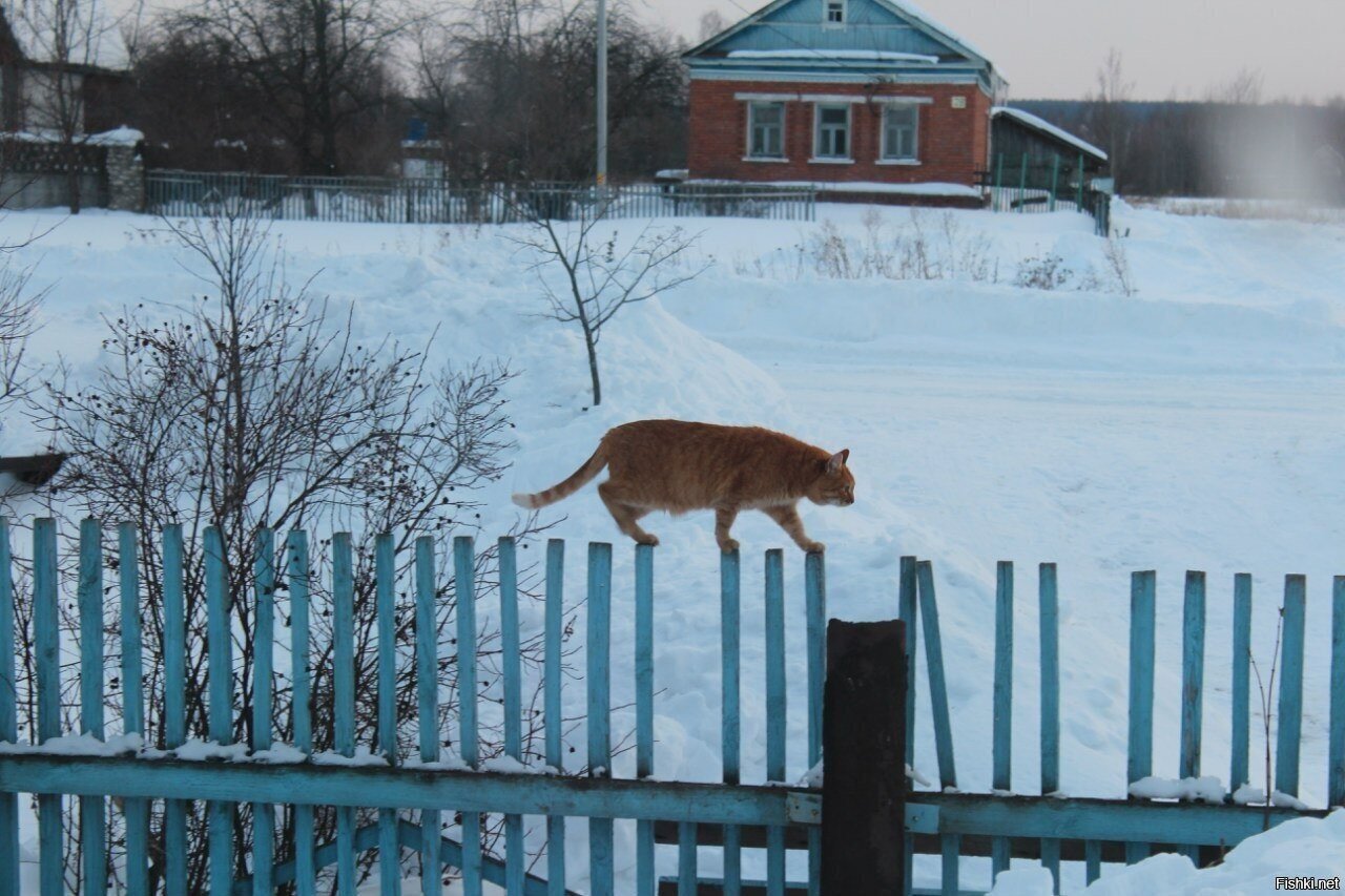 Али ска идет домой
