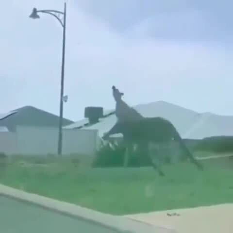Австралийские уличные разборки