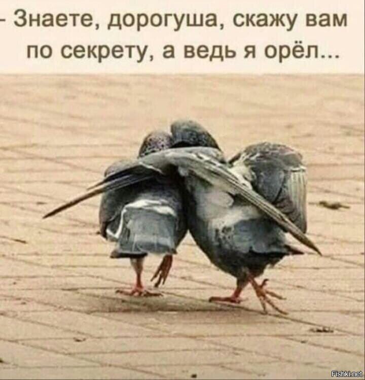 И голуби по пьяни фантазии свои высказывают)