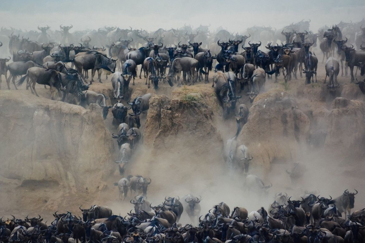 Голубой гну: Собираются в многотысячные стада и совершают особый «танец», который учёные не могут объяснить