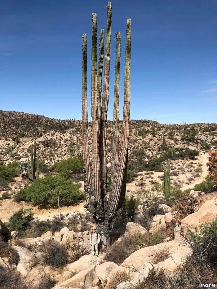 Кактусы, принадлежащие к семейству Cactaceae