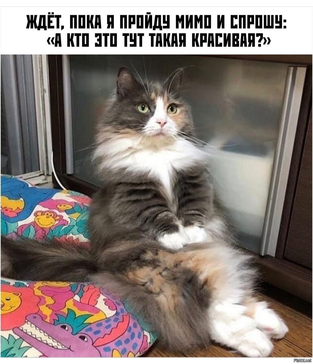 Солянка